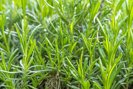 薰衣草，幼嫩植株栽培