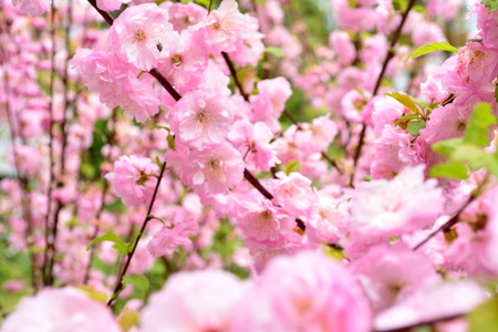 粉红色的花朵在春天布什