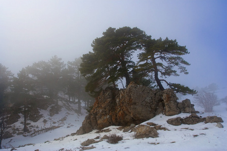 山坡上的松树