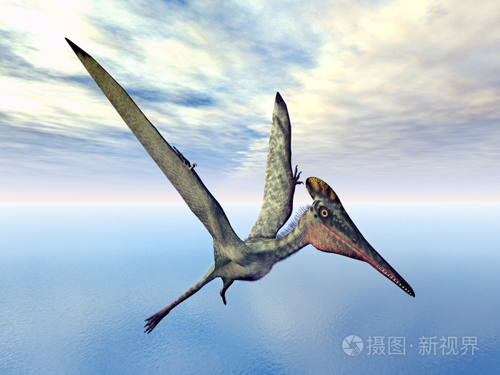 翼龙pterodactylus