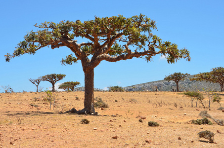 也门索科特拉岛，ladan 树木 homhil 高原