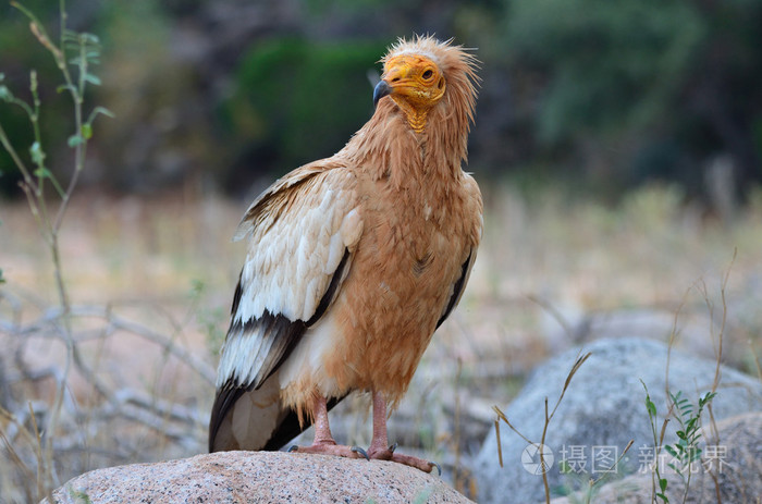 埃及秃鹰 neophron percnopterus 坐在石头 索科特拉岛 也门