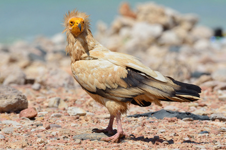 埃及秃鹰 neophron percnopterus 在阿拉伯海海滩，索科特拉岛，也门