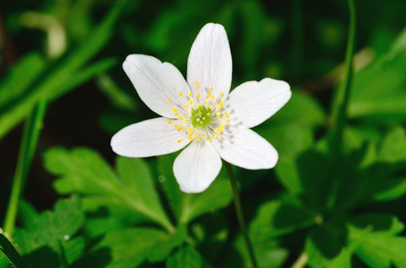 anenome 与留下