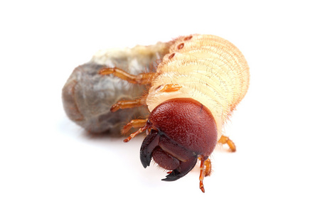 金龟子幼虫白色衬底上分离的金龟子的幼虫照片