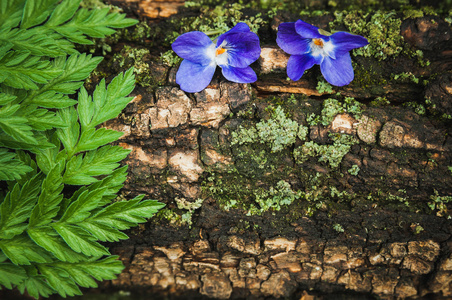 在树的树皮上的两个紫色花照片