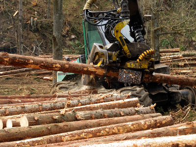 机械切削加工的森林中的树木