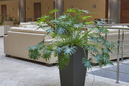 室内装饰植物图片