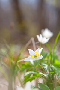 白色的雪花莲银莲花