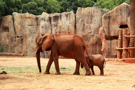 婴儿与母亲的非洲大象