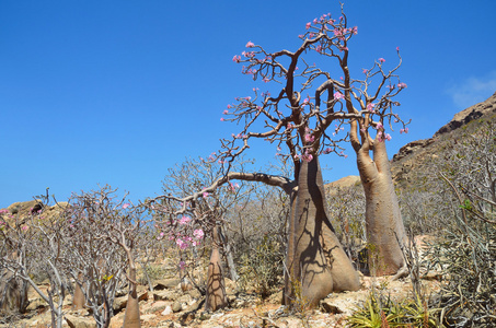 也门socotra瓶树沙漠玫瑰adenium obesum