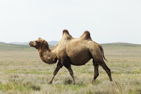 塔克拉玛干沙漠里的骆驼