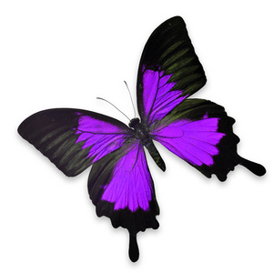 美丽的黑色和紫色的蝴蝶