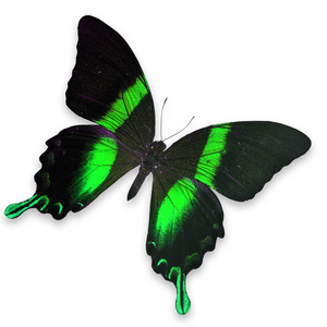 美丽的黑色和绿色蝴蝶