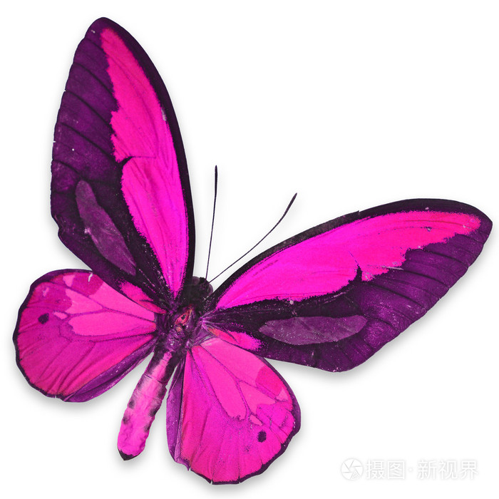 粉色蝴蝶照片-正版商用图片1fg6a2-摄图新视界