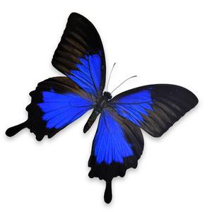 蓝色山燕尾春天草甸与异国蝴蝶昆虫的白色放大镜和蝴蝶一套飞蛾逼真的