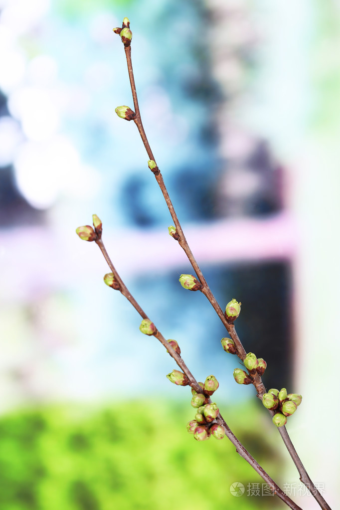 在明亮的背景上的叶芽