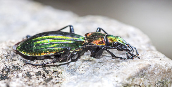 大步 chrysocarabus basilicus basilicus照片