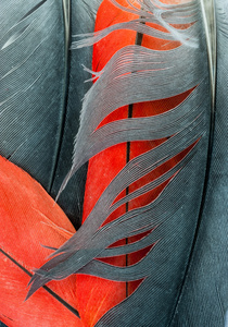 红色和灰色的鸟的羽毛抽象背景