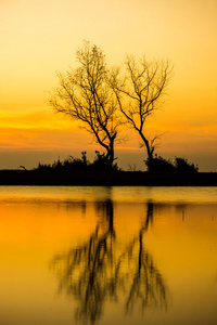 落日的天空和死树在湖