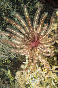 海百合水下同时跳水