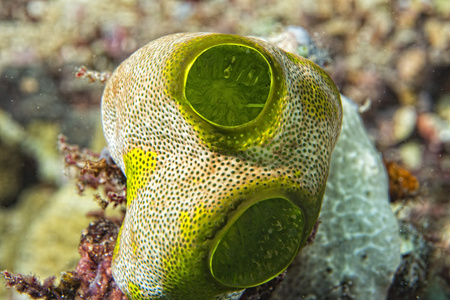 绿色的海鞘硬珊瑚细节