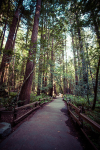 美国加利福尼亚州红杉国家公园