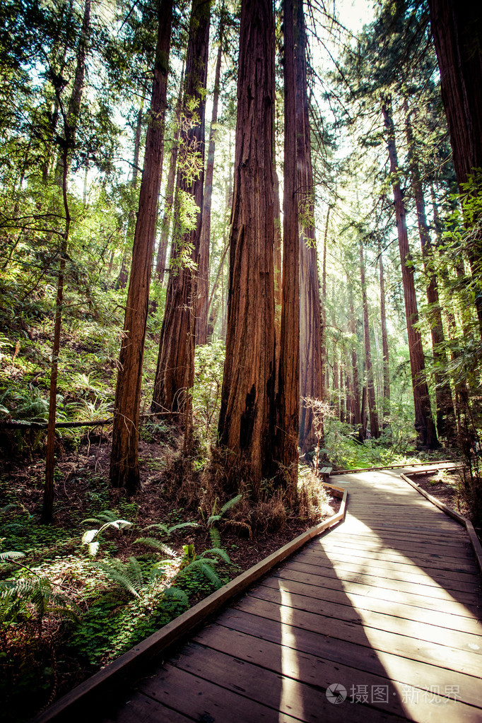 美国加利福尼亚州红杉国家公园