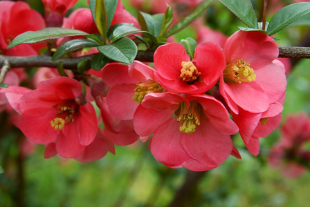 日本海棠布什在春天的粉红色花