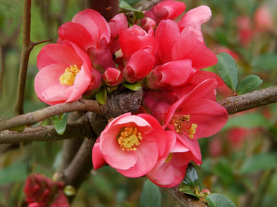 日本海棠布什在春天的粉红色花