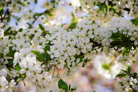 花苹果樱桃杏