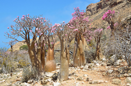 也门socotra瓶树沙漠玫瑰adenium obesum