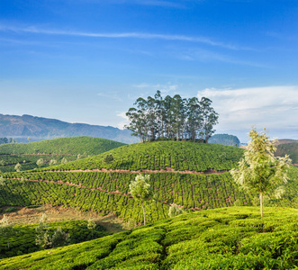 在慕那尔 喀拉拉邦 印度的绿色茶园