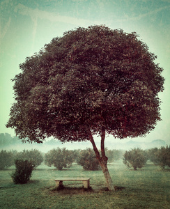 棵孤独的树和空台
