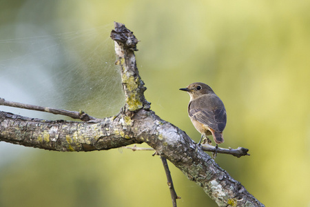  Pied bushchat   