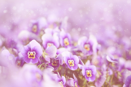 梦幻般的紫罗兰花的照片图片