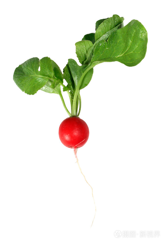 与小萝卜叶子上孤立的白色背景