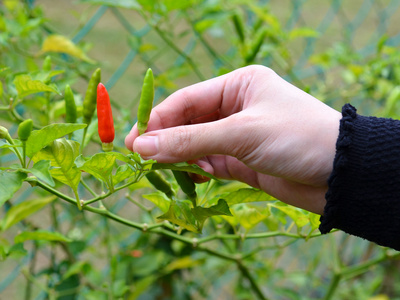 女手采摘成熟的辣椒在花园里用鲜艳的色彩