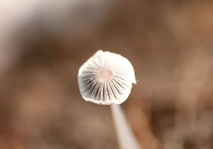 生长在地面上的小蘑菇