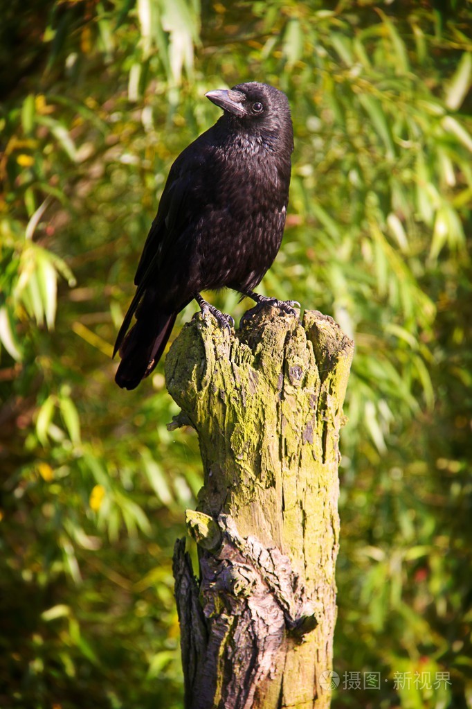 乌鸦照片-正版商用图片1fgs09-摄图新视界