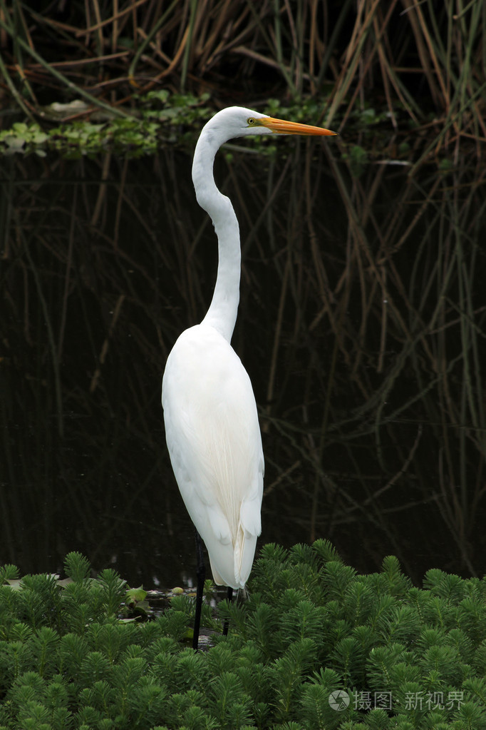巨大的鹭鸶站在浅水中