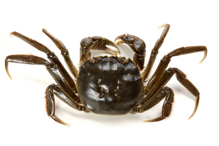 海螃蟹加香料的原料螃蟹近摄镜头的蓝色螃蟹海螃蟹上