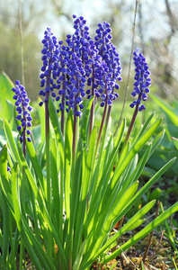  . Muscari