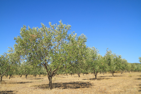 橄榄树在希腊