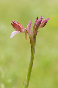 多彩的兰花花