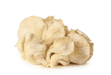 生牡蛎蘑菇