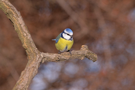 parus caeruleus欧亚蓝山雀