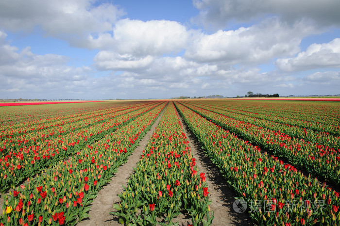 荷兰郁金香种植照片-正版商用图片1fgx6g-摄图新视界