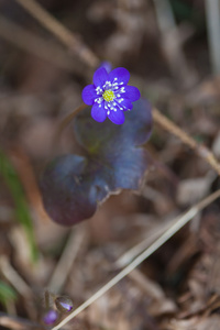 海葵肝片吸虫