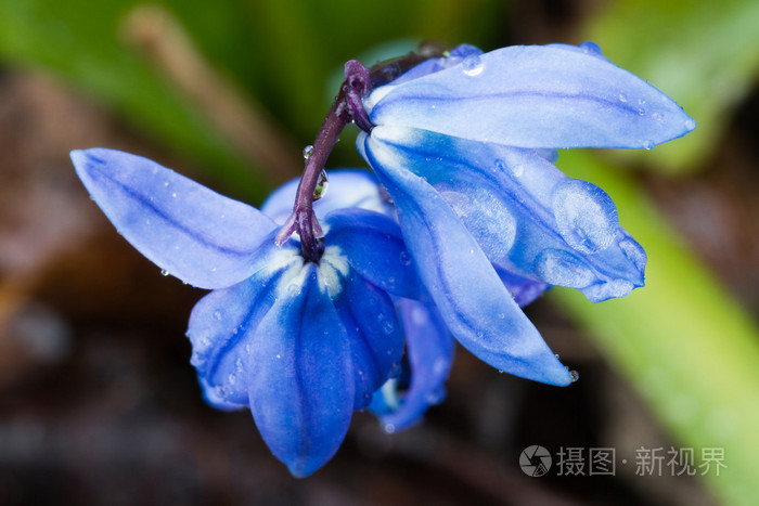 滴液中的蓝色雪莲